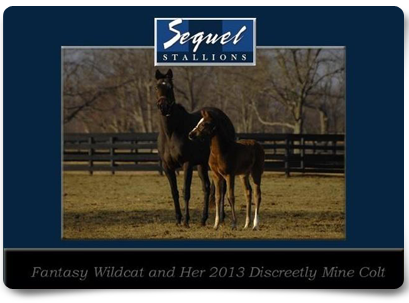Fantasy Wild and Her 2013 Discreetlly Mine Colt